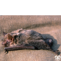 گونه خفاش سروتین هندی Indian Serotine